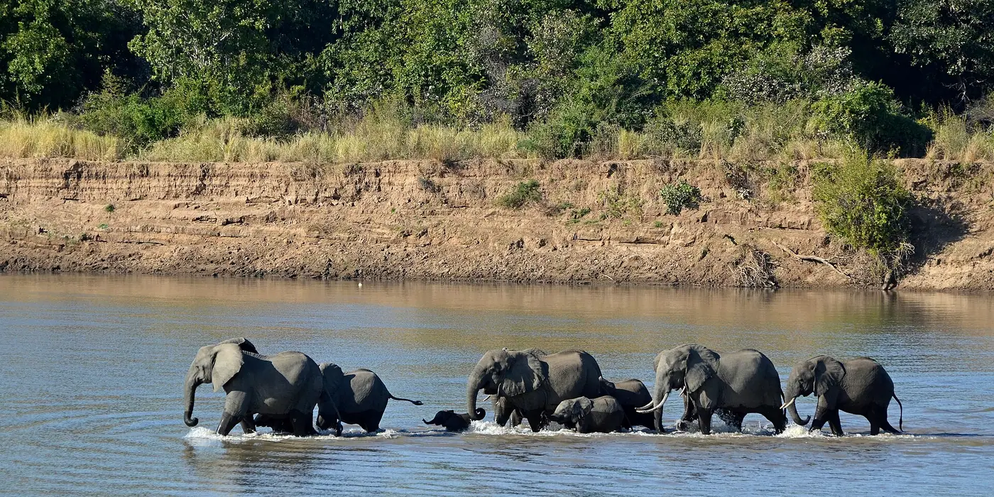 Wildlife — real photography representing this cause