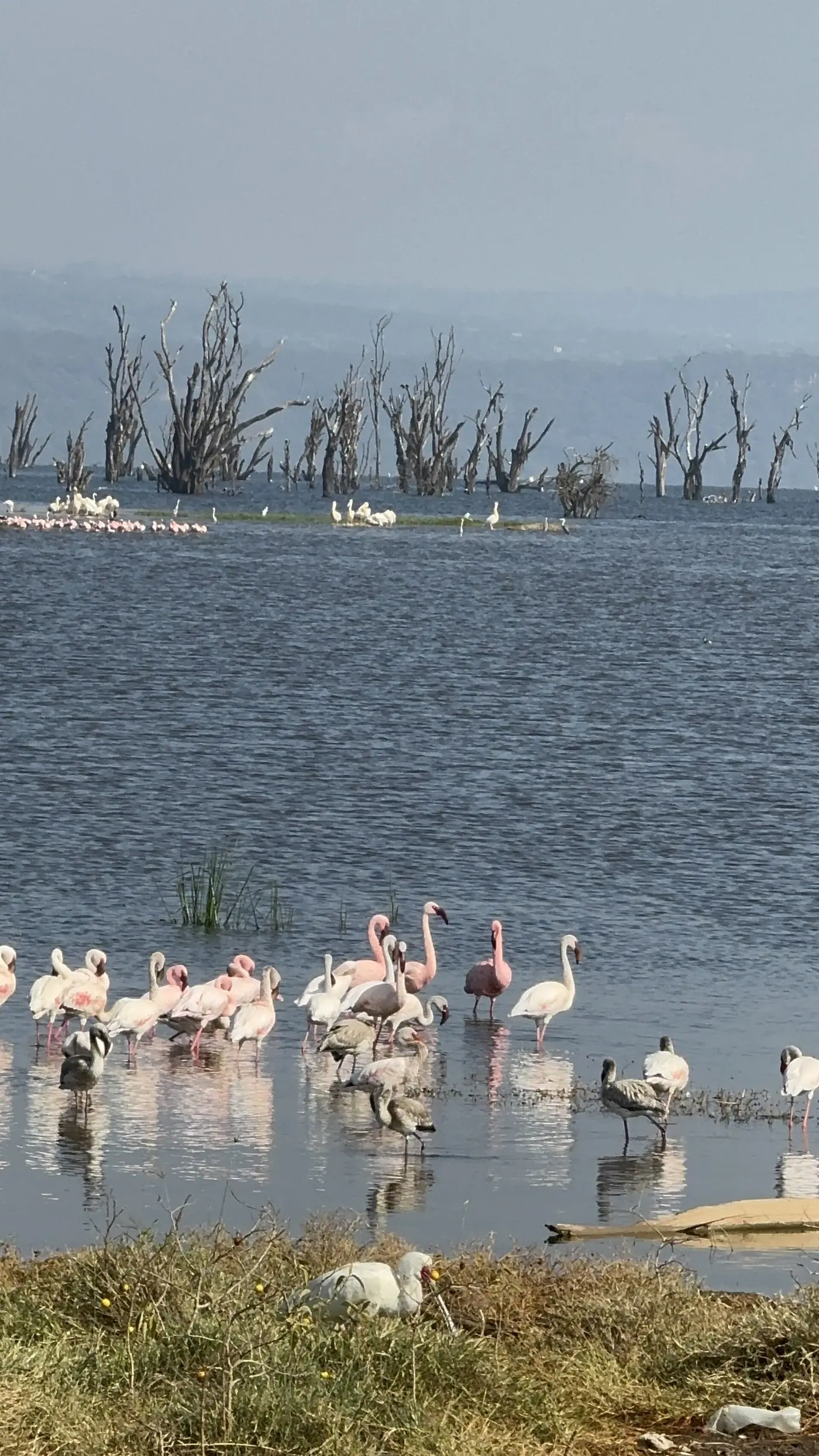 Birds of Lake Nakuru National Park. Flamingos
