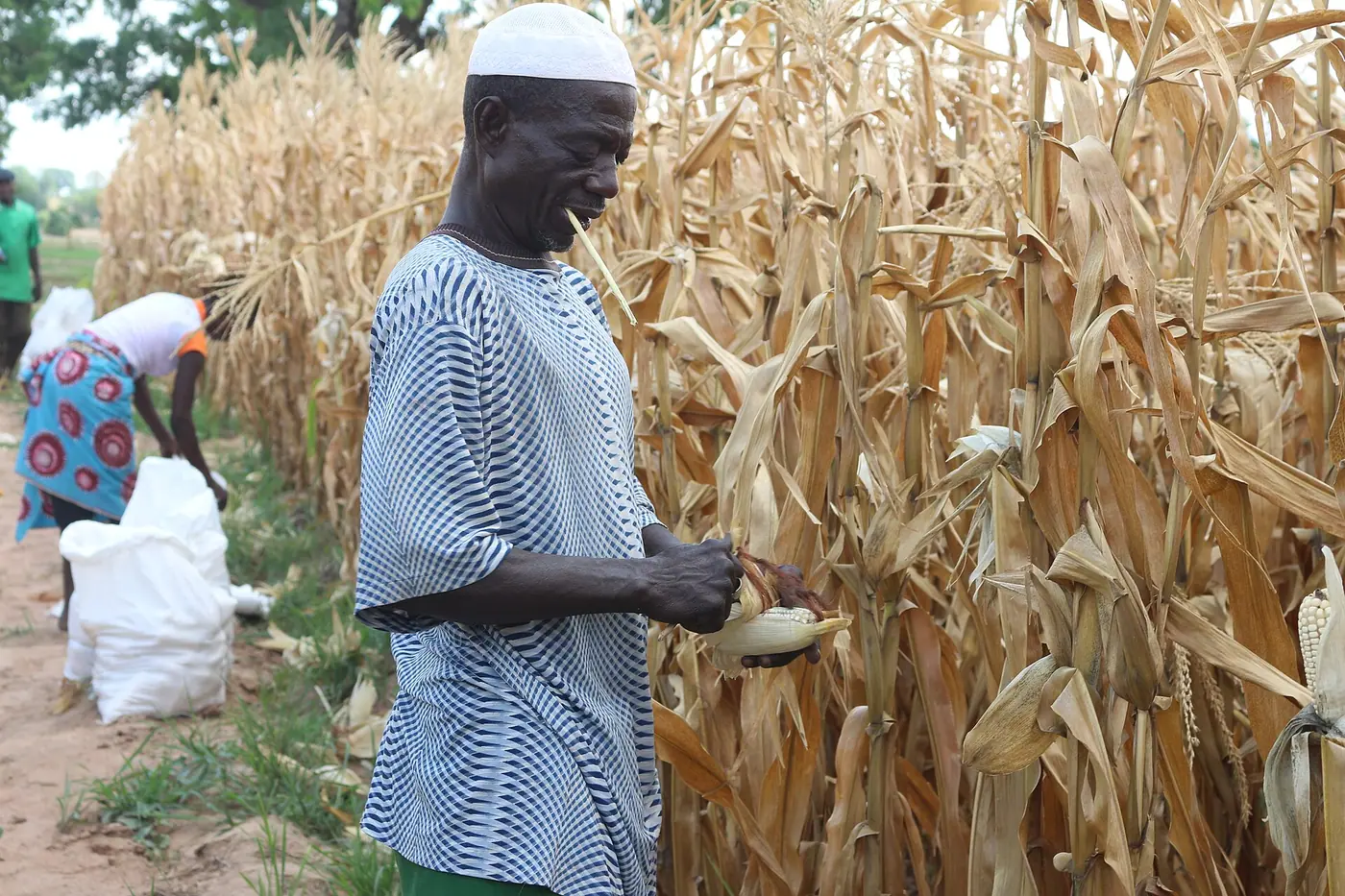 This is an image of "African people at work" from