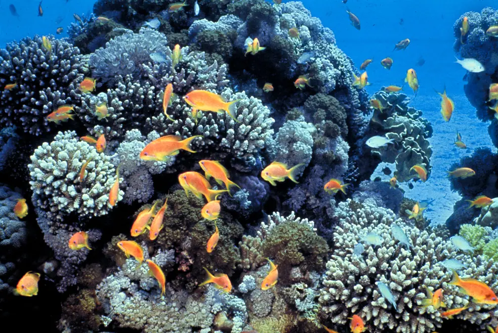 Coral reef with Pseudanthias squamipinnis, Gulf of Eilat Red Sea