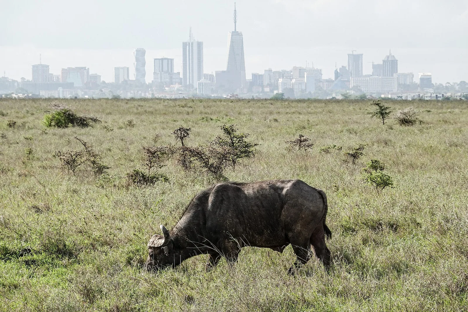 The Nairobi skyline seen across the savannah in Kenya