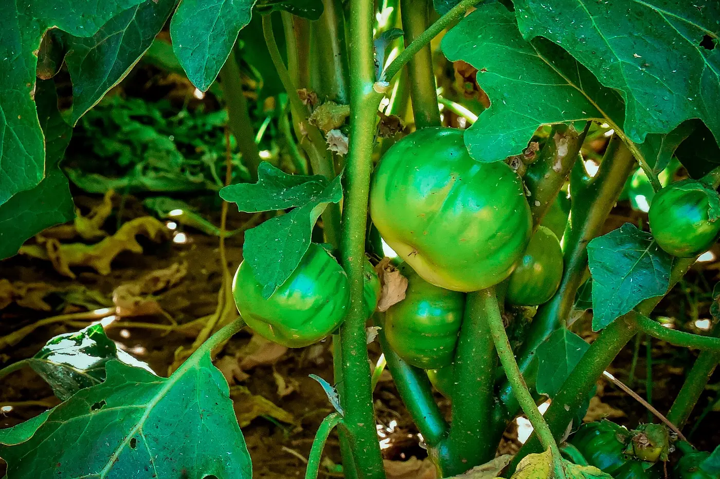 A close-up view of an African garden egg (Solanum aethiopicum) plant with unripe green fruits growing in a natural envir