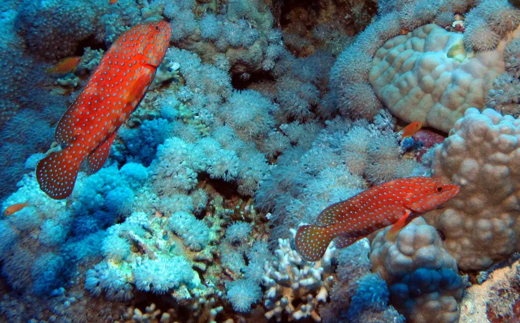 Two Coral Hinds cruising the reef at Daedalus Reef, Red Sea, Egypt