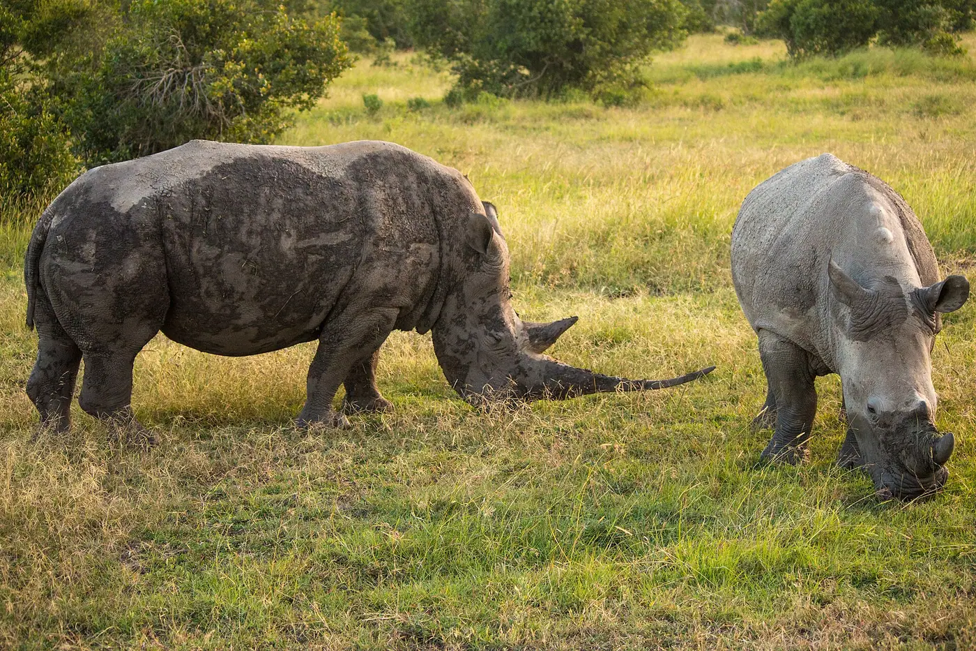 The Ol Pejeta Conservancy is a 90,000-acre (360 km2) not-for-profit wildlife conservancy in Central Kenya's Laikipia Cou
