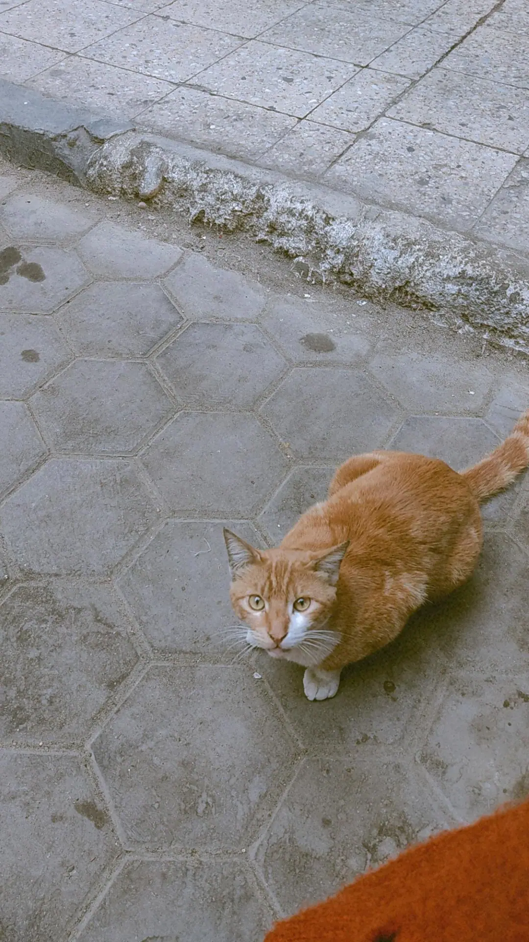 Cats — real photography representing this cause
